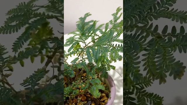 Selaginella uncinata 세넬지넬라 운세나타 음지 양치식물 poterry
