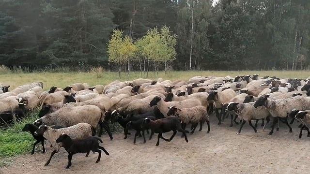 Романовские овцематки - выпас одной линии