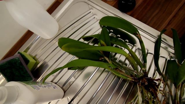 Orchids and greenhouse update