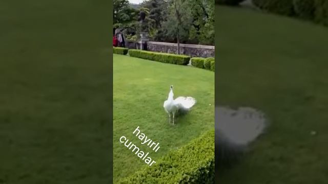 15 Ocak 2018