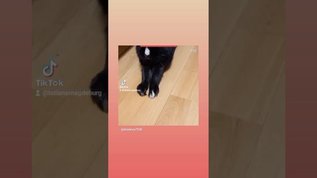 шоколадный заяц