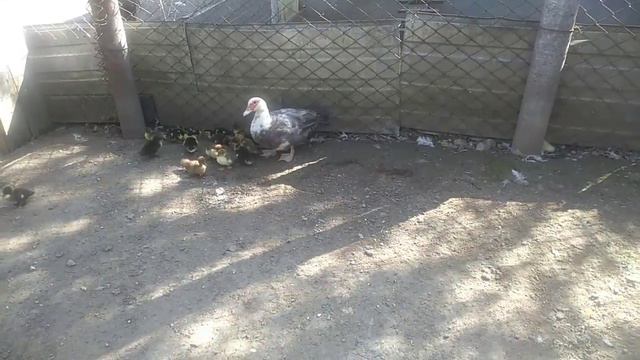 Чокнутый утенок???)))