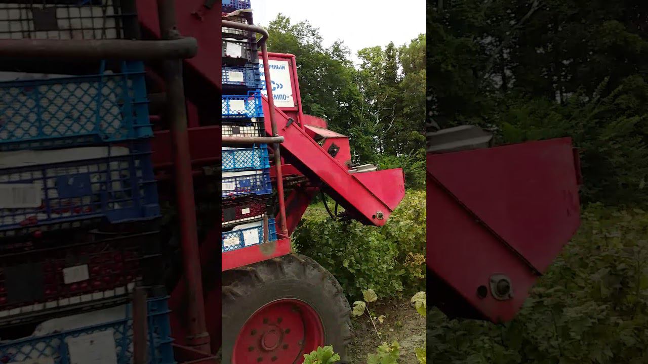 Сорт смородины красной "ВИКА". Сорта смородины красной для механизированной уборки.