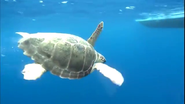 videoplayback (2)