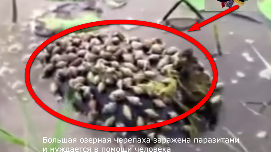 К большой озерной черепахе присосались паразиты