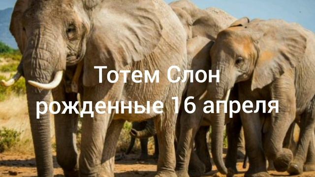 Тотем Слон рождённые 16 апреля