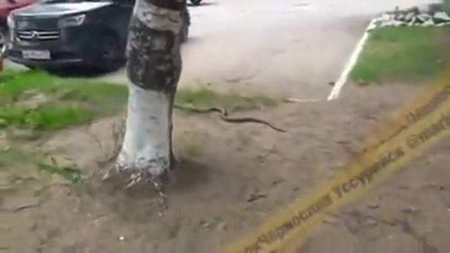 «Ого какая огромная»: гигантская змея приползла в центр города