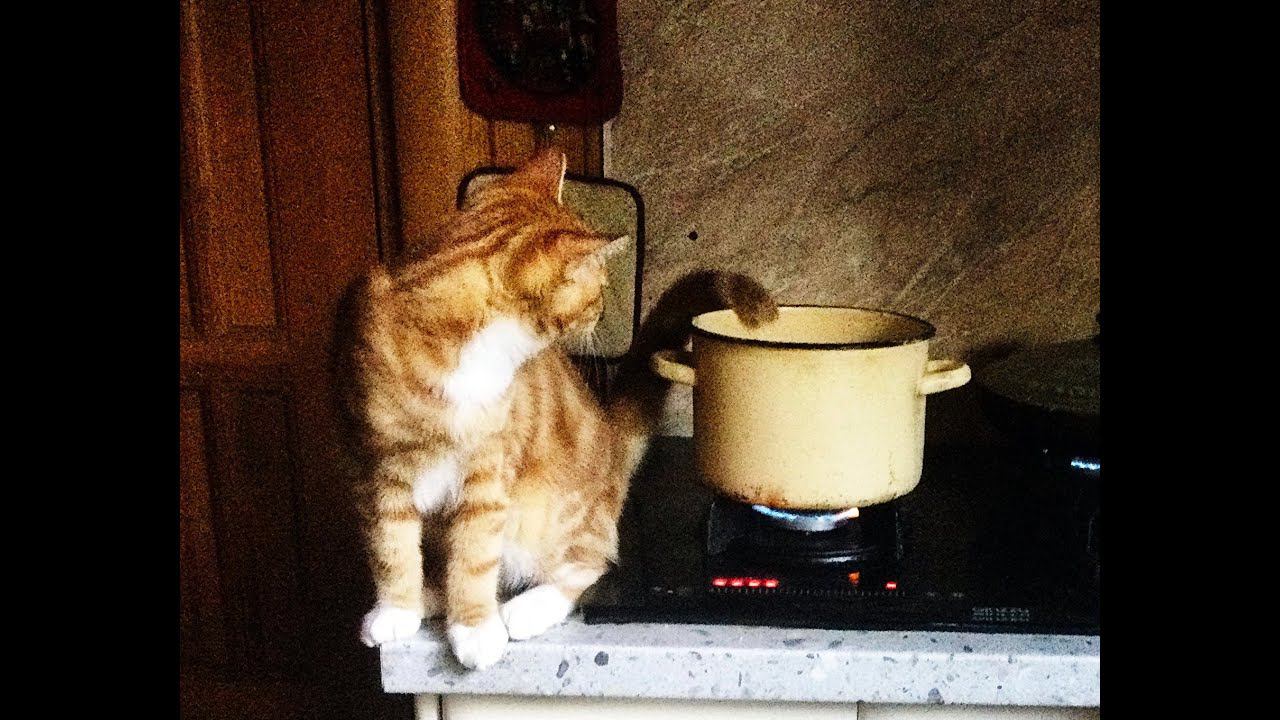 Котёнок помощник на кухне 31 7 22