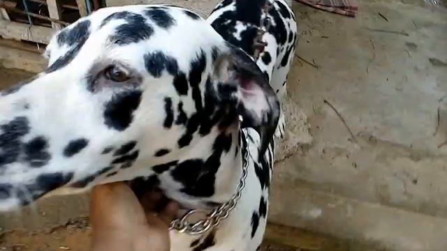 Dalmatian dog