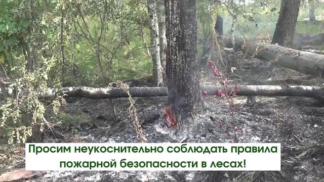 Министерство лесного хозяйства Республики  Башкортостан напоминает
