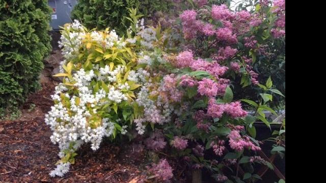 ДЕЙЦИЯ ВЕЛИКОЛЕПНАЯ / ЗАТМИТ ВСЕХ СВОИМ ЦВЕТЕНИЕМ / Action In The Garden Design ??️