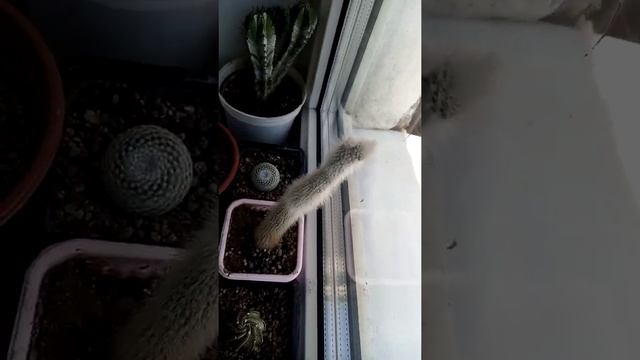 Мои любимые колючки ??