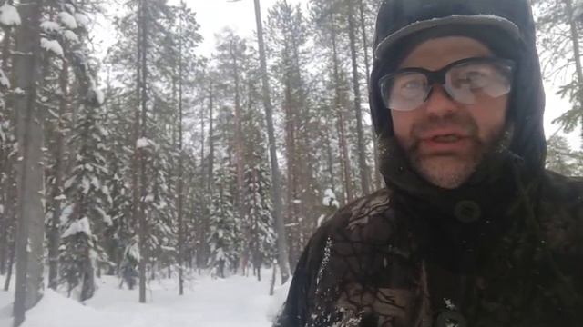 Поиск и заготовка сосны KELO в Карелии своими силами | RemesloDom ru