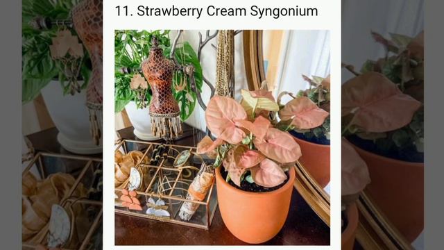 Syngonium Varieties.... Indoor plants grows in water.. #indoorplants #Syngonium