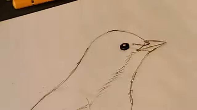Drawing a Pine Warbler in Colored Pencil: part 1/4