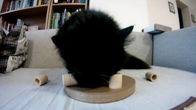 Развивающие игры для кошек1
