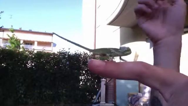 Charlie the chameleon dancer