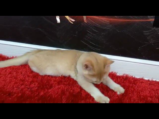 Британский Золотой мальчик ny12