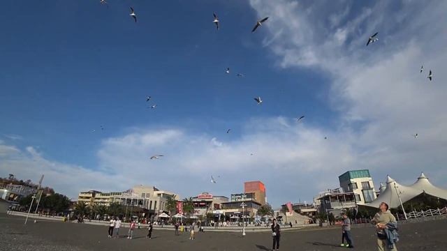 Адлер. Очень тепло ☼ Пляж Чайка Мандарин ..