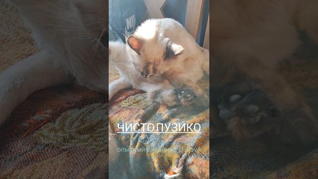 ЧИСТО ПУЗИКО #кошка #кошкаселя #осилова #osilova