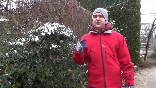 Téli kertek növényei: Ilex aquifolium - Közönséges magyal