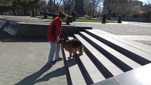 Команда "бэк" (Назад по лестнице). Обучаю немецкую овчарку. Марафон трюков.