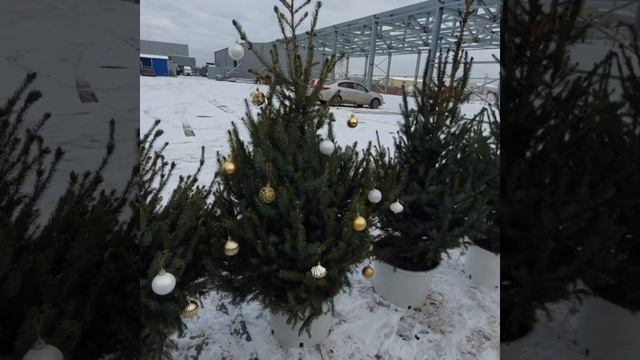 24 ноября 2022. Ель сербская в горшках
