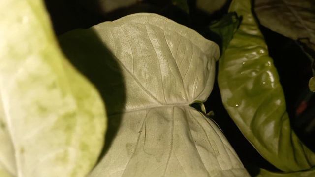 EBL3 []  Syngonium podophyllum: Arrowhead plant []  Earth-Beautiful leaves