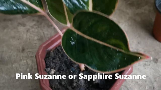 Red Lipstick Aglaonema? Sapphire Suzanne Aglaonema? Two Aglaonema Varieties