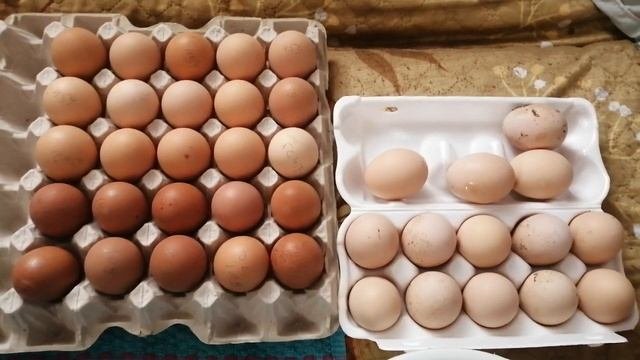 получила инкубационное яйцо доминанта 459 и 109 обработка