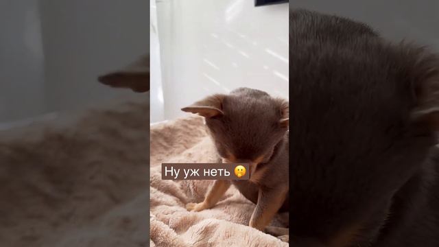Вот каблуков нам не хватало 🫢