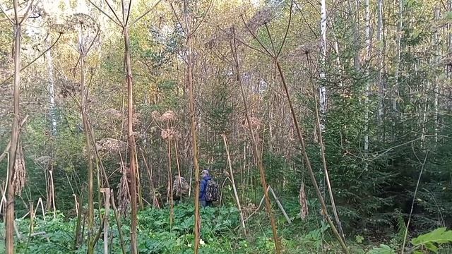 ЭТО ПРОСТО МИСТИКА! Безвести ПРОПАВШИЕ! 10 дней в ТАЙГЕ. Нет ни одной ЗАЦЕПКИ!