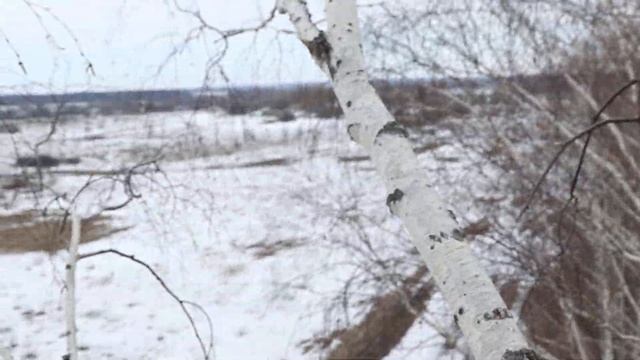 Ворон 160311 1 на березе за Кисьвой гнездо с яйцами, съемка с рук 8