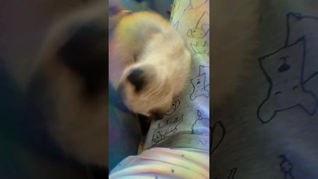 Камыш котёнок моей сестры Оооооооочень мило ??