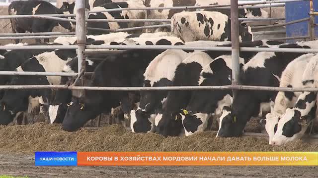 Коровы в хозяйствах Мордовии начали давать больше молока