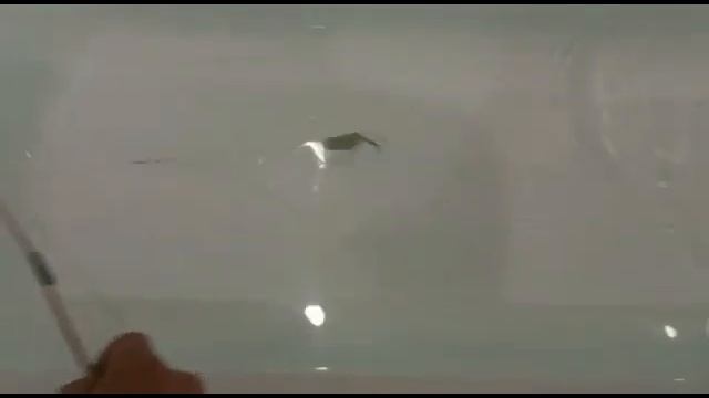 Блесна "Крылатка " производство Рыбновские Колебалки