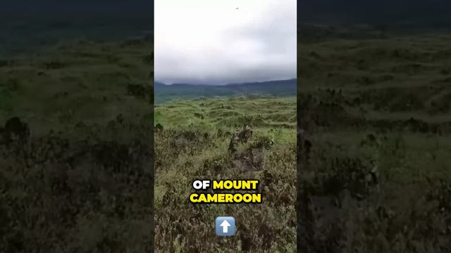 Uncovering the Hidden Wonders of Mount Cameroon and Bioko Mountain Forest
