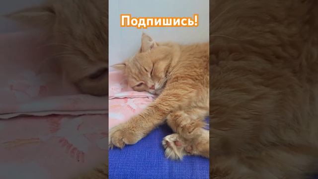 Кошек нельзя воспитать..