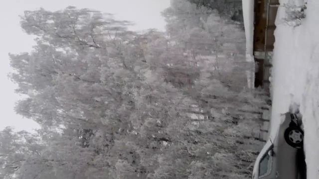 Красивые деревья в снегу