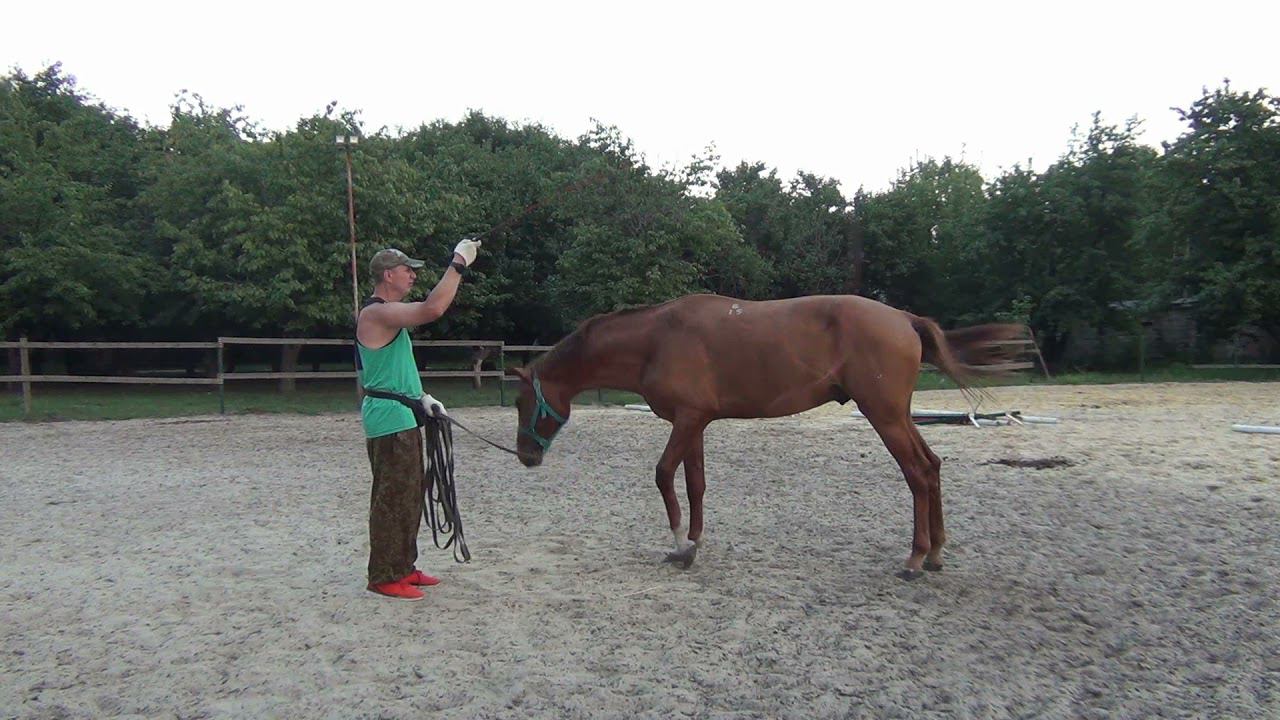 Обучение жеребенка Часть 2.Foal Training Part 2.