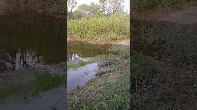 Майский балаган или пение лягушек🐸🐸🐸