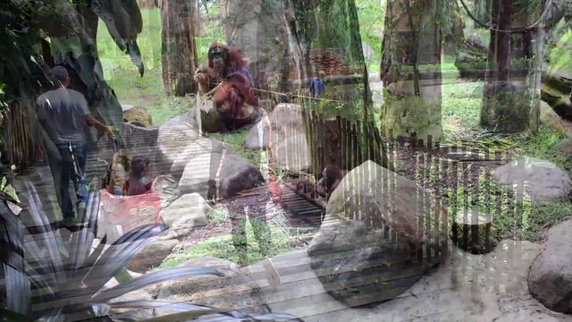 sɪɴɢᴀᴘᴏʀᴇ   Зоопарк в Сингапуре.  Лучший зоопарк в мире