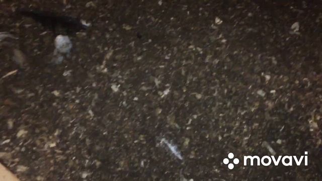 Пик Сезона Яйценоскости Кур/ Самое время начинать инкубацию