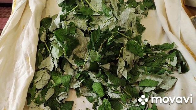 Чай из садовых листьев