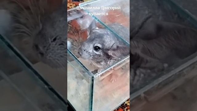 Купание шиншиллы Григория