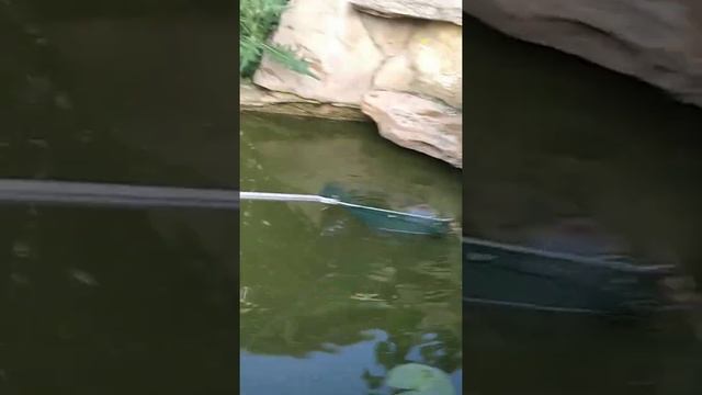 ?️?Как поймать черепаху??️