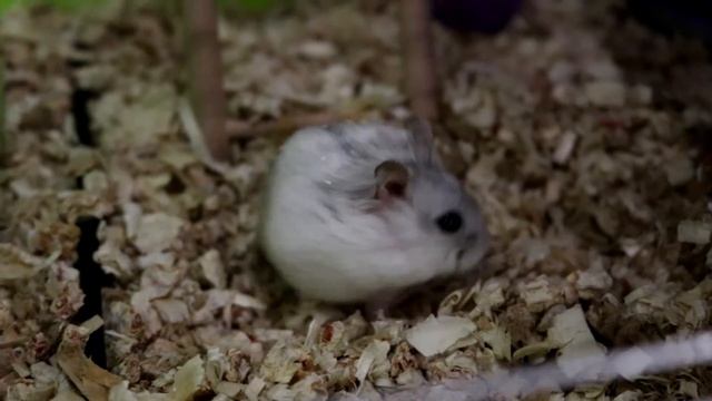 Хомяк MIX. Кувырок с подвыподвертом. Hamster fun somersaults.