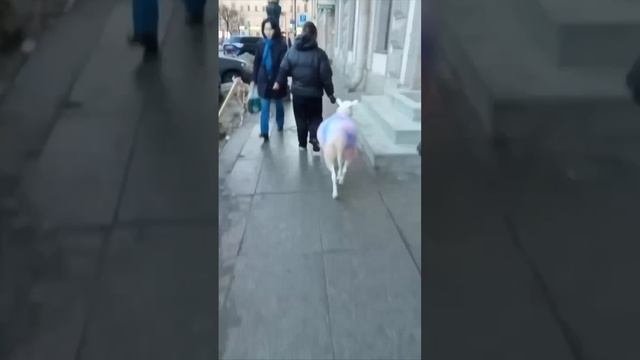 в СПб ?