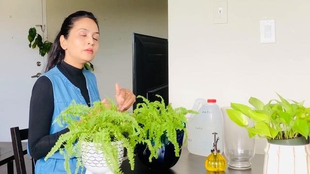 Nephrolepis exaltata Boston Fern: গছর পরচরয 