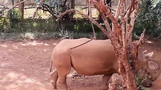 Warthogs and Rhinos in one video !!